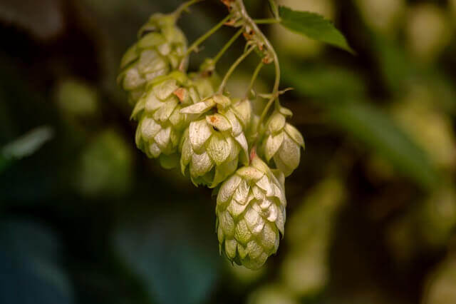 Pflanzliche Schlafmittel Hopfen