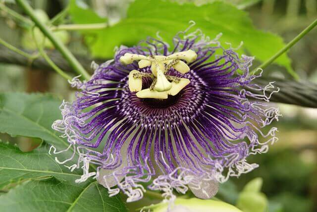 Pflanzliche Schlafmittel Passionsblume